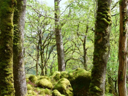 Ariundle woods, Ardnamurchan 2022 (photo Rose Strang)